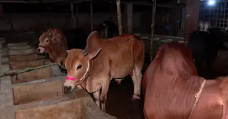 যশোরে গরুর ‘আবাসিক হোটেল’, দিনপ্রতি খরচ ১০০-২০০ টাকা!